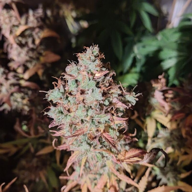 King Kush CBD – semi di cannabis, varietà di marijuana