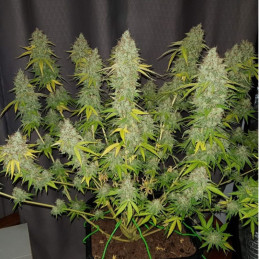 Caramel King CBD – semi di cannabis, varietà di marijuana