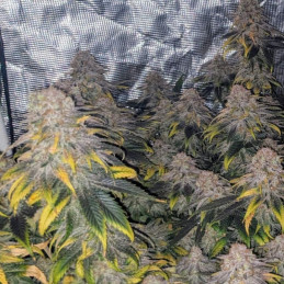 Great White Shark CBD – semi di cannabis, varietà di marijuana