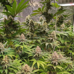 Cheese CBD - semi di cannabis, varietà di marijuana