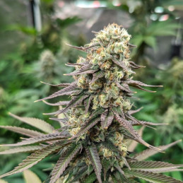 Critical CBD - semi di cannabis, varietà di marijuana