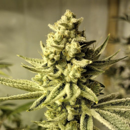 Chronical Auto - semi di cannabis autofiorenti, varietà di marijuana