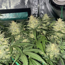 Cheese Auto