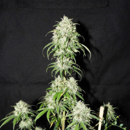 Devil's Kiss Auto - semi di cannabis autofiorenti, varietà di marijuana