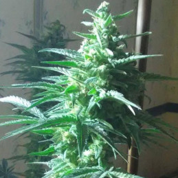Critical Auto - semi di cannabis autofiorenti, varietà di marijuana