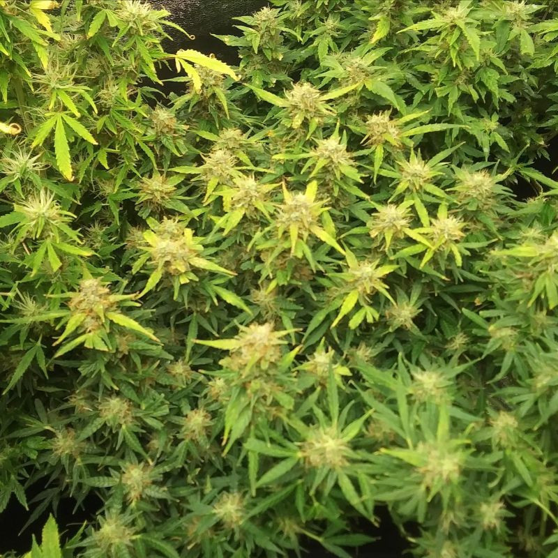 RoboCop Auto - semi di cannabis autofiorenti, varietà di marijuana