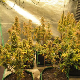 Easy Ryder Auto - semi di cannabis autofiorenti, varietà di marijuana