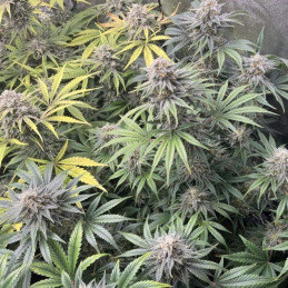 DoSiDos Auto - semi di cannabis autofiorenti, varietà di marijuana
