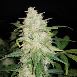 Gelato Auto - semi di cannabis autofiorenti, varietà di marijuana