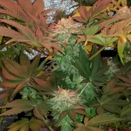 Ultra Mintz Auto - semi di cannabis autofiorenti, varietà di marijuana