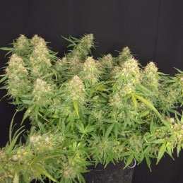 Lemon Auto - semi di cannabis autofiorenti, varietà di marijuana
