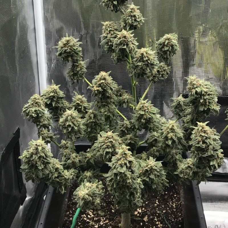 Kali Mist Auto - semi di cannabis autofiorenti, varietà di marijuana