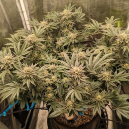 Great White Shark Auto - semi di cannabis autofiorenti, varietà di marijuana