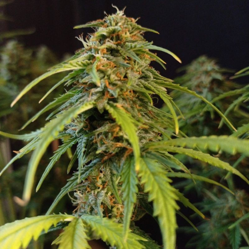Gorilla Glue Auto - semi di cannabis autofiorenti, varietà di marijuana