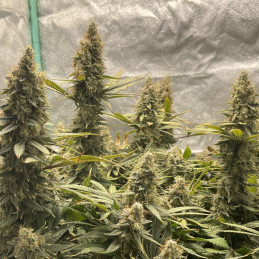 Jack Herer Auto - semi di cannabis autofiorenti, varietà di marijuana