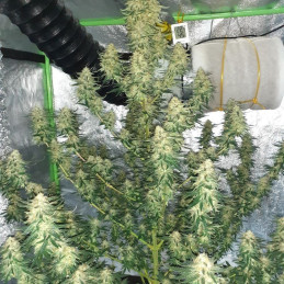 Hindu Kush Auto - semi di cannabis autofiorenti, varietà di marijuana