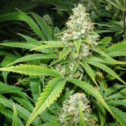 Green Skunk Auto - semi di cannabis autofiorenti, varietà di marijuana
