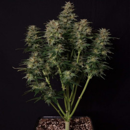 Lowryder Auto - semi di cannabis autofiorenti, varietà di marijuana