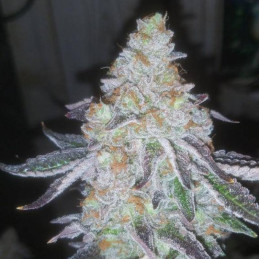Lavender Auto - semi di cannabis autofiorenti, varietà di marijuana