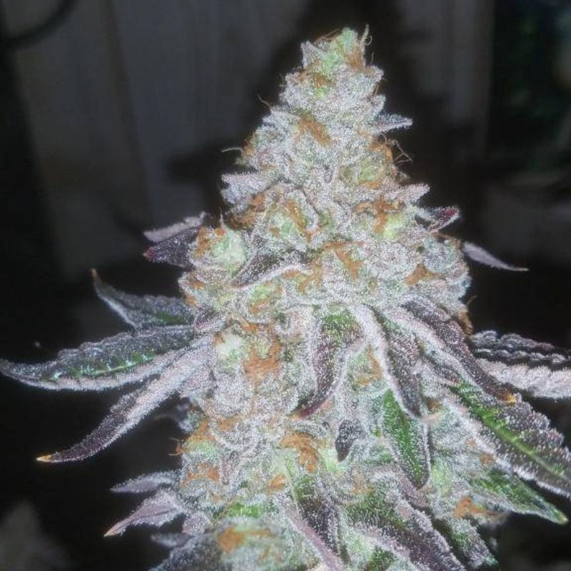 Lavender Auto - semi di cannabis autofiorenti, varietà di marijuana
