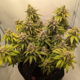 Mazar Auto - semi di cannabis autofiorenti, varietà di marijuana