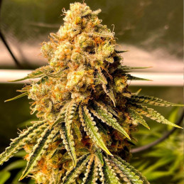 Mimosa Auto - semi di cannabis autofiorenti, varietà di marijuana