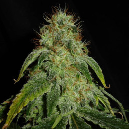 Mandarine Auto - semi di cannabis autofiorenti, varietà di marijuana
