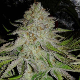 OG Kush Auto - semi di cannabis autofiorenti, varietà di marijuana