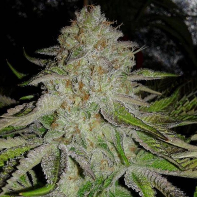 OG Kush Auto - semi di cannabis autofiorenti, varietà di marijuana