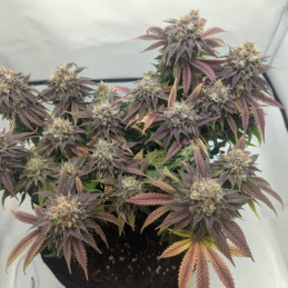 NYC Diesel Auto - semi di cannabis autofiorenti, varietà di marijuana
