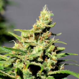LSD Auto - semi di cannabis autofiorenti, varietà di marijuana