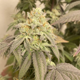Power Plant Auto - semi di cannabis autofiorenti, varietà di marijuana