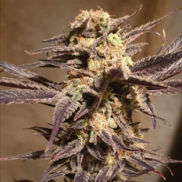Orange Bud Auto - semi di cannabis autofiorenti, varietà di marijuana