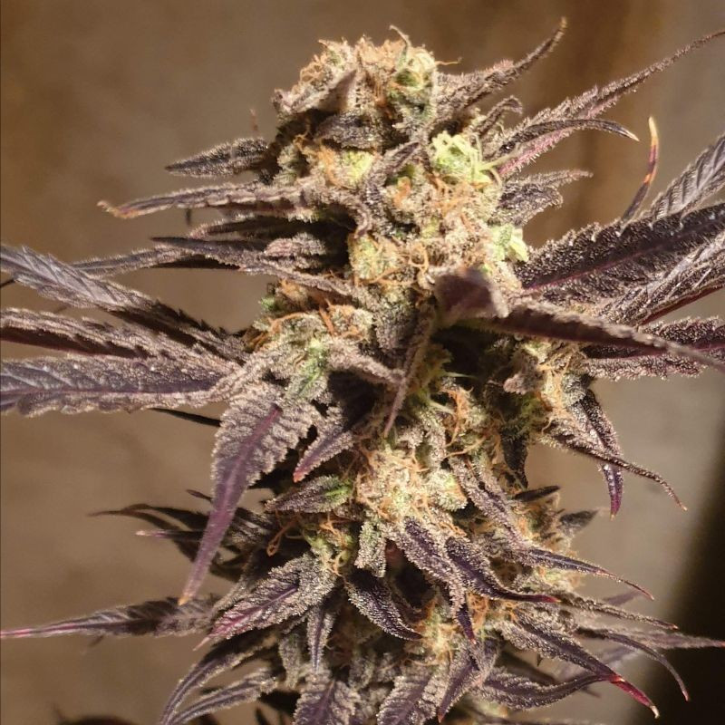 Orange Bud Auto - semi di cannabis autofiorenti, varietà di marijuana