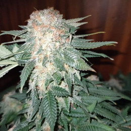 Sour Diesel Auto - semi di cannabis autofiorenti, varietà di marijuana