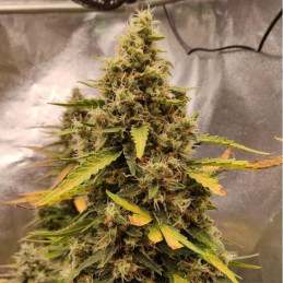 Runtz Auto - semi di cannabis autofiorenti, varietà di marijuana