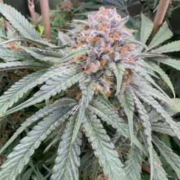 Purple Kush Auto - semi di cannabis autofiorenti, varietà di marijuana