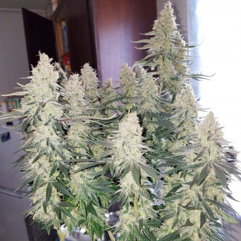 Strawberry Auto - semi di cannabis autofiorenti, varietà di marijuana