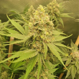 Mango Auto - semi di cannabis autofiorenti, varietà di marijuana