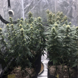 Skunk Auto - semi di cannabis autofiorenti, varietà di marijuana