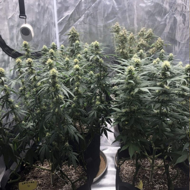 Skunk Auto - semi di cannabis autofiorenti, varietà di marijuana