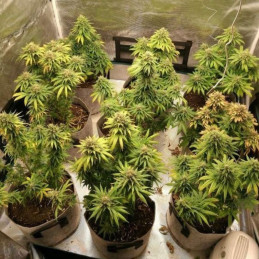 Watermelon Auto - semi di cannabis autofiorenti, varietà di marijuana