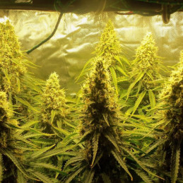 Jungle Auto - semi di cannabis autofiorenti, varietà di marijuana