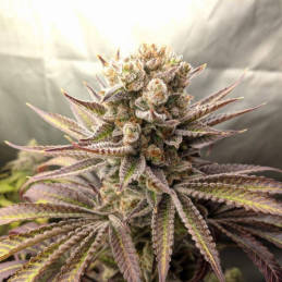 Sweet Tooth Auto