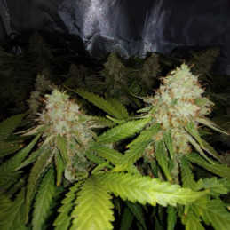 White Widow Auto