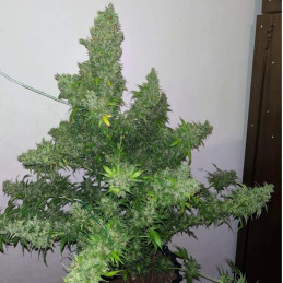 White Russian Auto