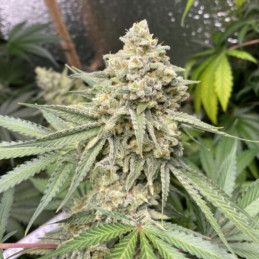 Zkittlez Auto
