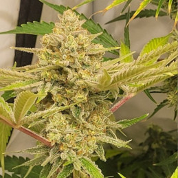 Caramel King Auto
