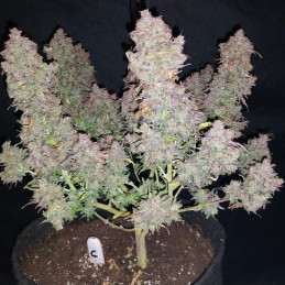 Bruce Banner Auto
