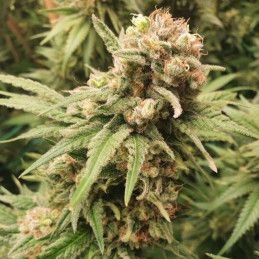 BubbleGum Auto
